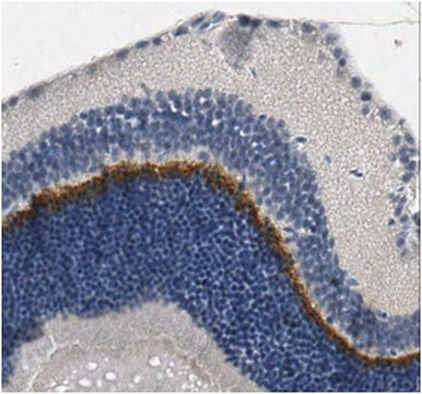 Anti-TMEM16B Antibody, clone 7H10 clone 7H10, from mouse