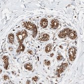 Anti-DIRAS3 antibody produced in rabbit Prestige Antibodies&#174; Powered by Atlas Antibodies, affinity isolated antibody, buffered aqueous glycerol solution, ab1