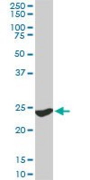 Monoclonal Anti-YWHAG antibody produced in mouse clone 6A10, purified immunoglobulin, buffered aqueous solution