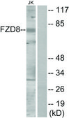 Anti-FZD8 antibody produced in rabbit affinity isolated antibody