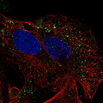 Anti-Sema3D Antibody Produced In Rabbit Prestige Antibodies&#174; Powered by Atlas Antibodies, affinity isolated antibody, buffered aqueous glycerol solution