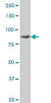 Monoclonal Anti-RPS6KA6 antibody produced in mouse clone 8D2, purified immunoglobulin, buffered aqueous solution