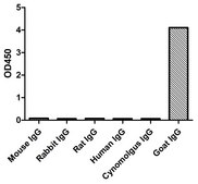 Rabbit Anti-Goat IgG(Fc&#947;) HRP Alpaca Heavy chain only Antibody recombinant Alpaca(VHH) Nano antibody