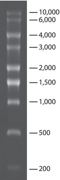 Transcript RNA Markers 0.2-10 kb for RNA electrophoresis