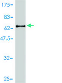 Monoclonal Anti-SCGN antibody produced in mouse clone 2G7, purified immunoglobulin, buffered aqueous solution