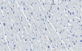 Anti-Cytochrome c Antibody, clone 1M14 ZooMAb&#174; Rabbit Monoclonal recombinant, expressed in HEK 293 cells