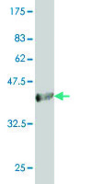 Monoclonal Anti-ACOX2 antibody produced in mouse clone 1D1, purified immunoglobulin, buffered aqueous solution