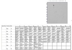Anti-acetyl-Histone H3 (Lys18) Antibody, Trial Size serum, Upstate&#174;
