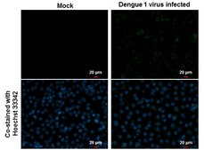 Anti-NS3 antibody produced in rabbit affinity isolated antibody, buffered aqueous solution