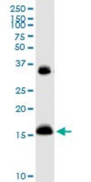 Anti-IFITM3 antibody produced in rabbit purified immunoglobulin, buffered aqueous solution