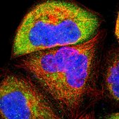Anti-USP31 antibody produced in rabbit Prestige Antibodies&#174; Powered by Atlas Antibodies, affinity isolated antibody, buffered aqueous glycerol solution