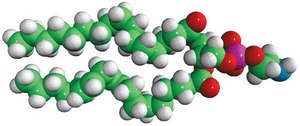 Soy PE Avanti Research&#8482; - A Croda Brand 840024C