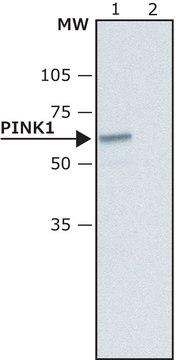 Anti-PINK1 antibody produced in rabbit ~1.5&#160;mg/mL, affinity isolated antibody, buffered aqueous solution