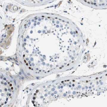 Anti-ZBTB43 antibody produced in rabbit Prestige Antibodies&#174; Powered by Atlas Antibodies, affinity isolated antibody, buffered aqueous glycerol solution