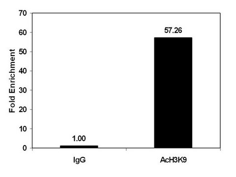 ChIPAb+ Acetyl-Histone H3 (Lys9) Purified - ChIP Validated Antibody and Primer Set from rabbit, purified by using Protein A