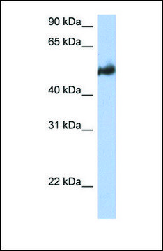 Anti-BAG3 antibody produced in rabbit affinity isolated antibody