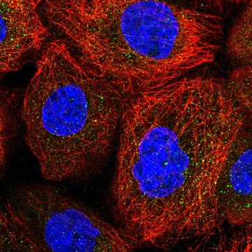 Anti-ACOXL antibody produced in rabbit Prestige Antibodies&#174; Powered by Atlas Antibodies, affinity isolated antibody, buffered aqueous glycerol solution