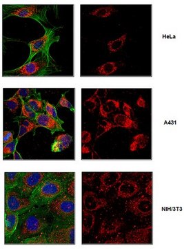 Anti-ATPIF1 Antibody from rabbit, purified by affinity chromatography