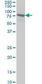 Monoclonal Anti-BRD3, (C-terminal) antibody produced in mouse clone 7G6, purified immunoglobulin, buffered aqueous solution