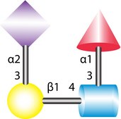 3&#8242;-Sialyl-Lewis-X tetrasaccharide