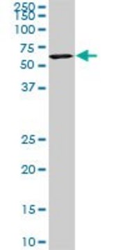 Monoclonal Anti-USP14, (C-terminal) antibody produced in mouse clone 1F8, purified immunoglobulin, buffered aqueous solution