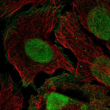 Anti-XPC antibody produced in rabbit Prestige Antibodies&#174; Powered by Atlas Antibodies, affinity isolated antibody