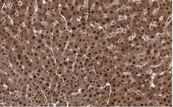 Anti-LHPP Antibody, clone 3B18 ZooMAb&#174; Rabbit Monoclonal recombinant, expressed in HEK 293 cells
