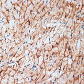 Anti-alpha Sarcoglycan (SGCA) antibody produced in rabbit