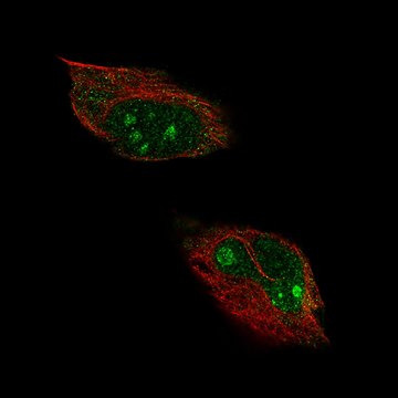 Anti-HPF1 antibody produced in rabbit Prestige Antibodies&#174; Powered by Atlas Antibodies, affinity isolated antibody, buffered aqueous glycerol solution