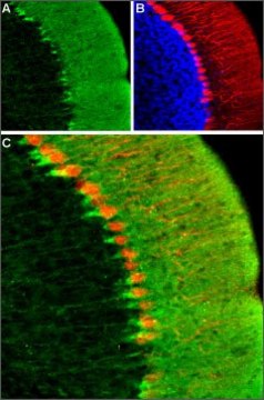 Anti-HCN1 antibody produced in rabbit affinity isolated antibody, lyophilized powder