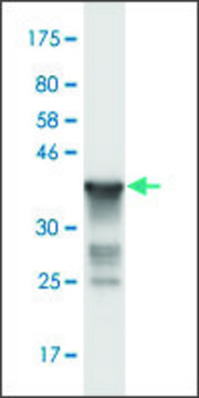 Monoclonal Anti-RNF20 antibody produced in mouse clone 1E4, purified immunoglobulin, buffered aqueous solution