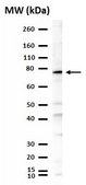 Anti-Tbr1-Antikörper from rabbit, purified by affinity chromatography