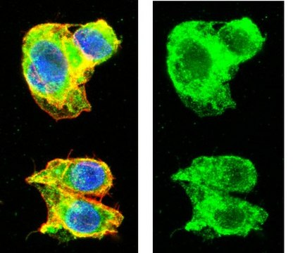 Anti-Transferrin Antibody Chemicon&#174;, from chicken