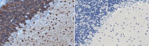 Anti-MAP2 Antibody, clone 5F9 clone 5F9, Upstate&#174;, from mouse