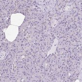 Anti-HSPA1A antibody produced in rabbit Prestige Antibodies&#174; Powered by Atlas Antibodies, affinity isolated antibody, buffered aqueous glycerol solution