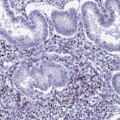 Anti-PRPS1 antibody produced in rabbit Prestige Antibodies&#174; Powered by Atlas Antibodies, affinity isolated antibody, buffered aqueous glycerol solution