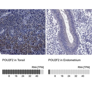 Anti-POU2F2 antibody produced in rabbit Prestige Antibodies&#174; Powered by Atlas Antibodies, affinity isolated antibody, buffered aqueous glycerol solution