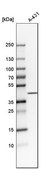 Anti-NDFIP2 antibody produced in rabbit Prestige Antibodies&#174; Powered by Atlas Antibodies, affinity isolated antibody, buffered aqueous glycerol solution
