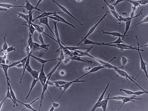 OSUMMER.13 Mouse NRAS-Mutant Melanoma Cell Line