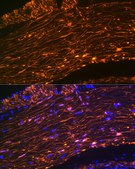 Anti-Calponin Antibody, clone 1E8M8, Rabbit Monoclonal