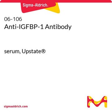 Anti-IGFBP-1 Antibody serum, Upstate&#174;