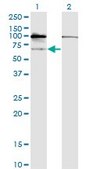 Monoclonal Anti-GNL3 antibody produced in mouse clone 3A3, purified immunoglobulin, buffered aqueous solution