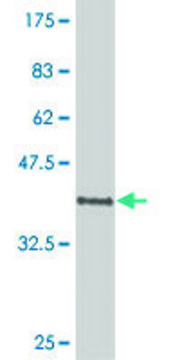 ANTI-POU6F1 antibody produced in mouse clone 6F10, purified immunoglobulin, buffered aqueous solution