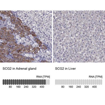 Anti-SCG2 Prestige Antibodies&#174; Powered by Atlas Antibodies, affinity isolated antibody