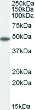 Anti-Flotillin 2/FLOT2, C-Terminal antibody produced in goat affinity isolated antibody, buffered aqueous solution