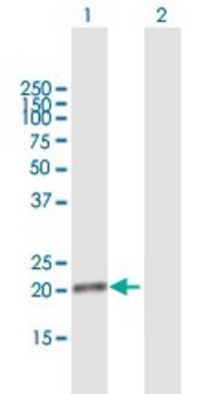 Anti-DDIT4L antibody produced in mouse purified immunoglobulin, buffered aqueous solution