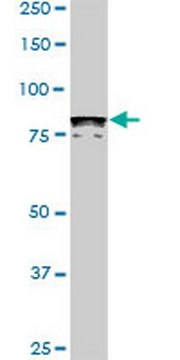 Anti-DYRK1A Mouse mAb (7D10) liquid, clone 7D10, Calbiochem&#174;