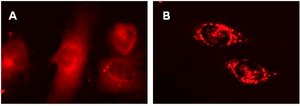 LentiBrite RFP-LC3 Lentiviral Biosensor