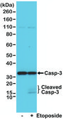 Anti-Caspase-3 antibody, Rabbit monoclonal recombinant, expressed in HEK 293 cells, clone RM250, purified immunoglobulin