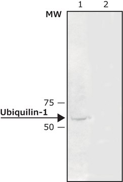 Anti-Ubiquilin-1 antibody produced in rabbit ~0.5&#160;mg/mL, affinity isolated antibody, buffered aqueous solution